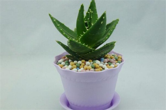 如何把芦荟养大养胖，5个要点可让植株开满盆