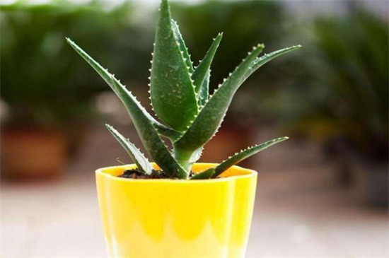 如何把芦荟养大养胖，5个要点可让植株开满盆