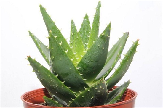 如何把芦荟养大养胖，5个要点可让植株开满盆