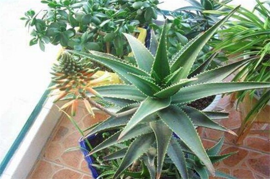 如何把芦荟养大养胖，5个要点可让植株开满盆