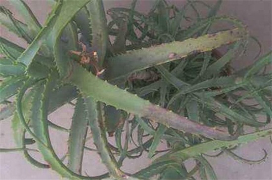 如何把芦荟养大养胖，5个要点可让植株开满盆