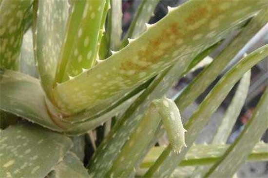 如何把芦荟养大养胖，5个要点可让植株开满盆