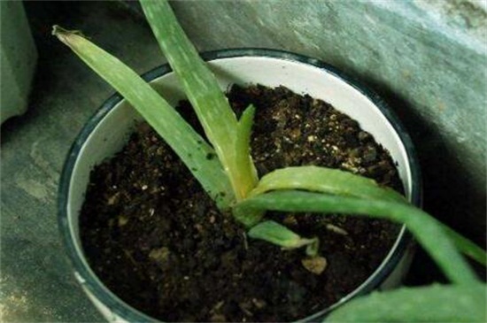 芦荟叶子软了如何办，叶子软了4种原因及处理办法