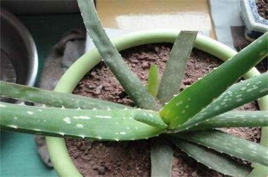 芦荟叶子软了如何办，叶子软了4种原因及处理办法