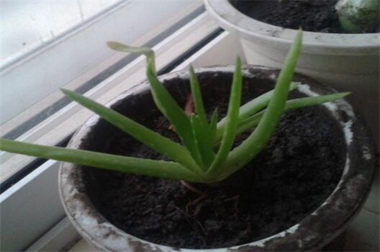 芦荟叶子软了如何办，叶子软了4种原因及处理办法