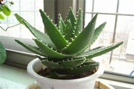 芦荟叶子软了如何办，叶子软了4种原因及处理办法
