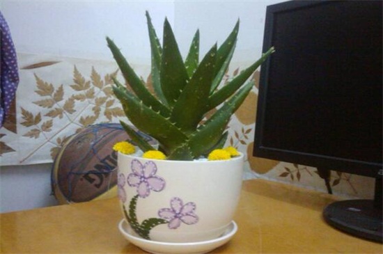 芦荟叶子软了如何办，叶子软了4种原因及处理办法