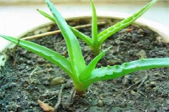 芦荟叶子软了如何办，叶子软了4种原因及处理办法