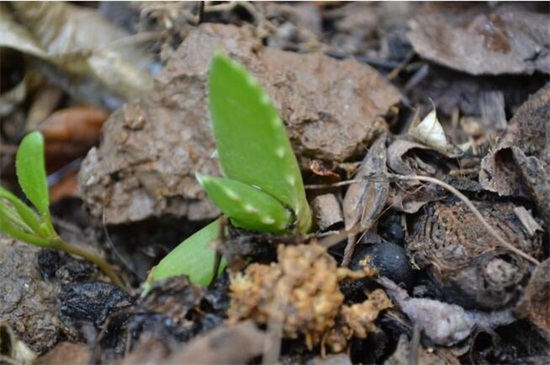 芦荟叶子软了如何办，叶子软了4种原因及处理办法