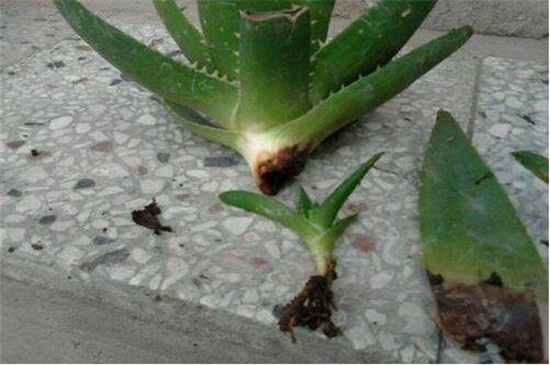 芦荟烂根后如何补救，四个步骤成功救活芦荟