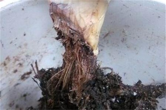 芦荟烂根后如何补救，四个步骤成功救活芦荟