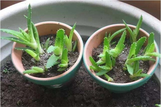 芦荟烂根后如何补救，四个步骤成功救活芦荟