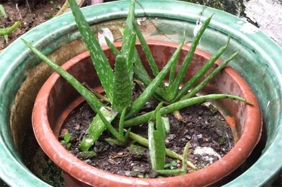 芦荟烂根后如何补救，四个步骤成功救活芦荟