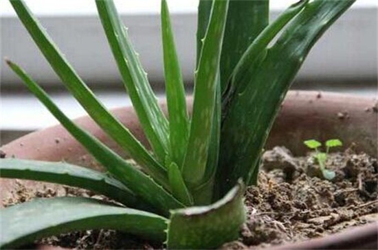 芦荟烂根后如何补救，四个步骤成功救活芦荟