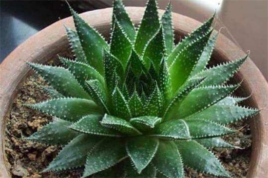 芦荟烂根后如何补救，四个步骤成功救活芦荟