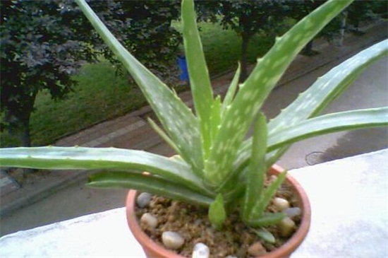 芦荟烂根后如何补救，四个步骤成功救活芦荟