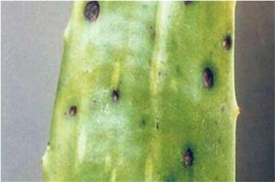 芦荟烂根后如何补救，四个步骤成功救活芦荟