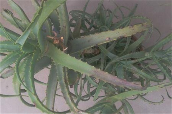 芦荟烂根后如何补救，四个步骤成功救活芦荟