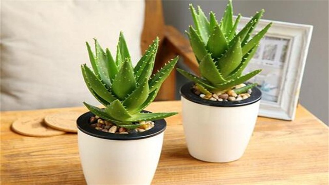 芦荟的养殖办法和留意事项