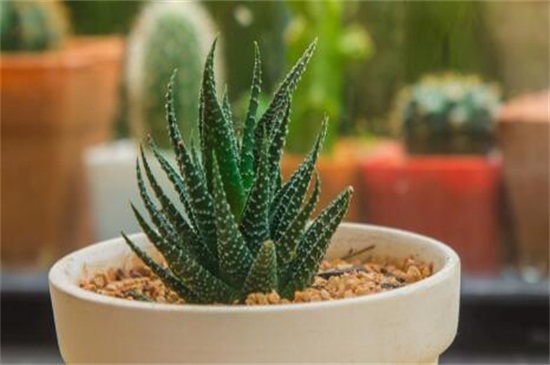 芦荟的养殖办法和留意事项