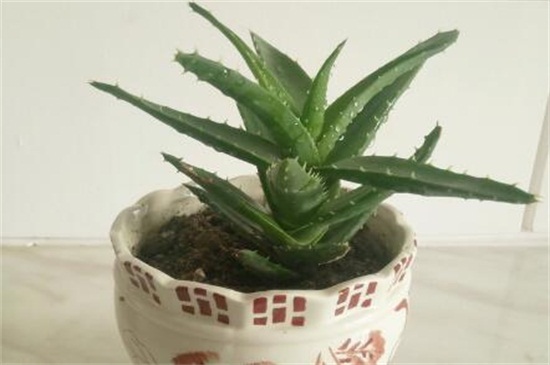 芦荟的养殖办法和留意事项