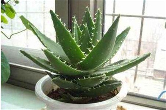 芦荟的养殖办法和留意事项