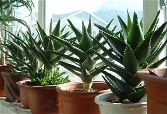 芦荟多久浇一次水，夏季2天左右浇一次水/冬季一周一次