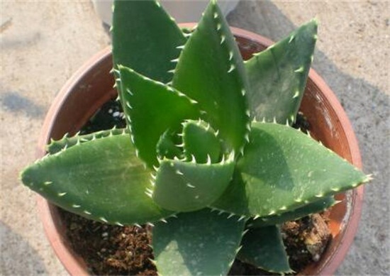 芦荟多久浇一次水，夏季2天左右浇一次水/冬季一周一次