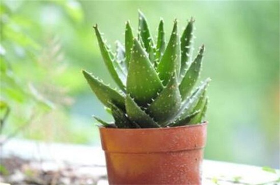 芦荟多久浇一次水，夏季2天左右浇一次水/冬季一周一次