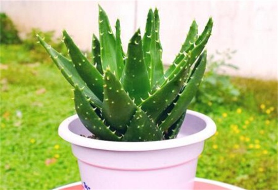 芦荟叶子发黑如何回事，叶子发黑的四种原因及处理办法