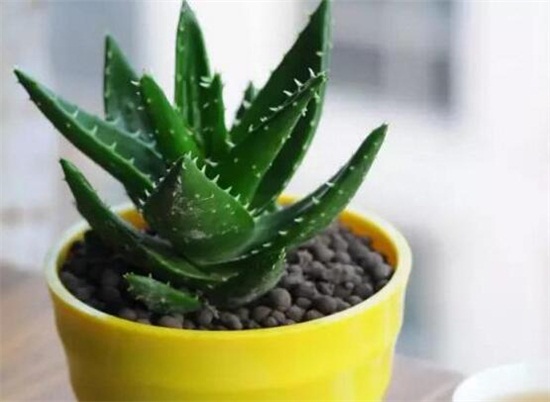 芦荟叶子发黑如何回事，叶子发黑的四种原因及处理办法
