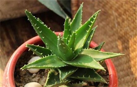 芦荟叶子发黑如何回事，叶子发黑的四种原因及处理办法