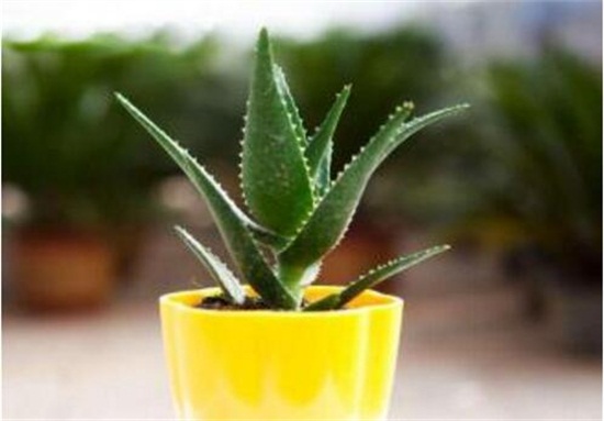芦荟叶子发黑如何回事，叶子发黑的四种原因及处理办法
