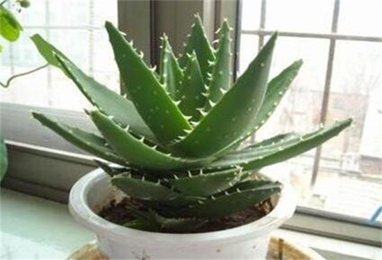 芦荟叶子发黑如何回事，叶子发黑的四种原因及处理办法