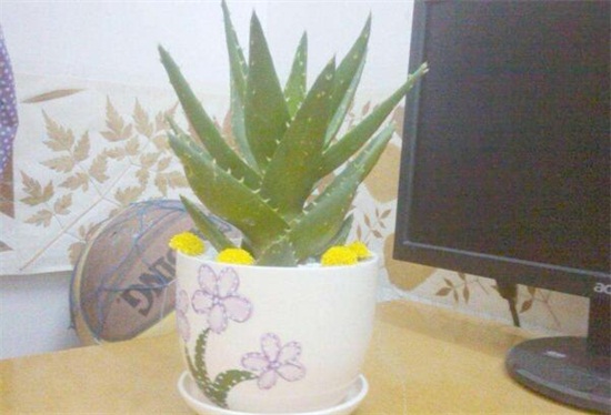 芦荟叶子发黑如何回事，叶子发黑的四种原因及处理办法