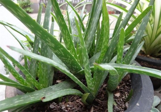 芦荟叶子发黑如何回事，叶子发黑的四种原因及处理办法