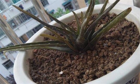 芦荟叶子发黑如何回事，叶子发黑的四种原因及处理办法