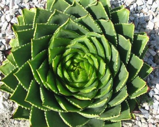 芦荟的种类及图片，芦荟的十大种类介绍及图片