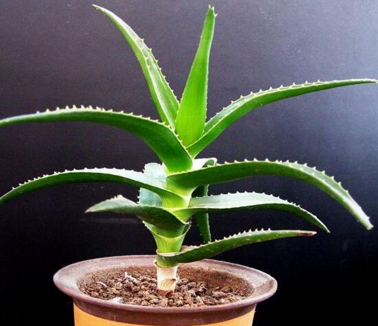 芦荟的种类及图片，芦荟的十大种类介绍及图片