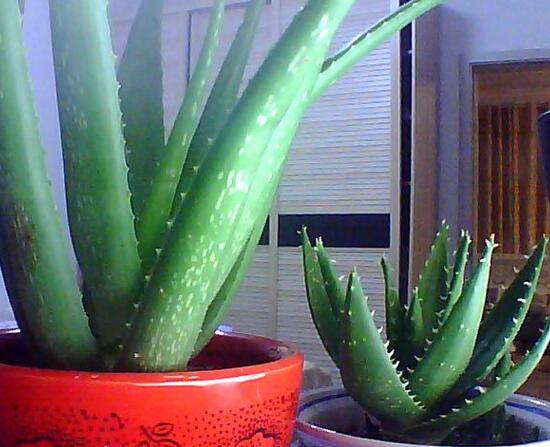 芦荟的种类及图片，芦荟的十大种类介绍及图片