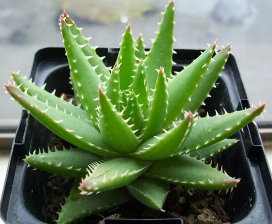 芦荟的种类及图片，芦荟的十大种类介绍及图片