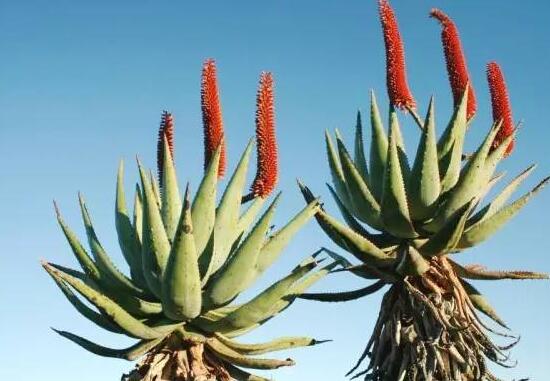 芦荟的种类及图片，芦荟的十大种类介绍及图片