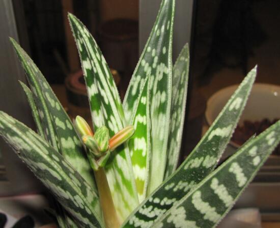 芦荟的种类及图片，芦荟的十大种类介绍及图片