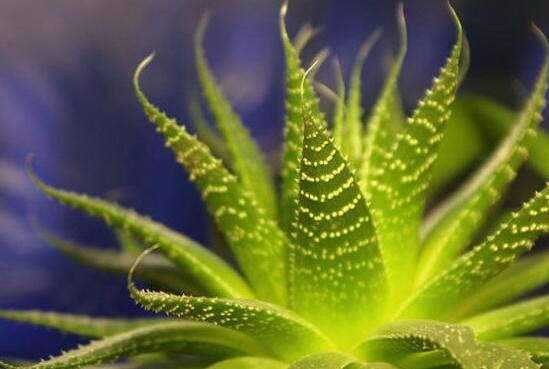 芦荟的种类及图片，芦荟的十大种类介绍及图片