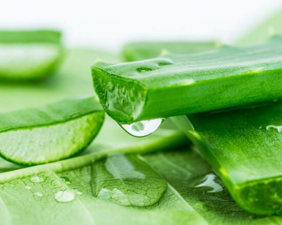 芦荟的种类及图片，芦荟的十大种类介绍及图片