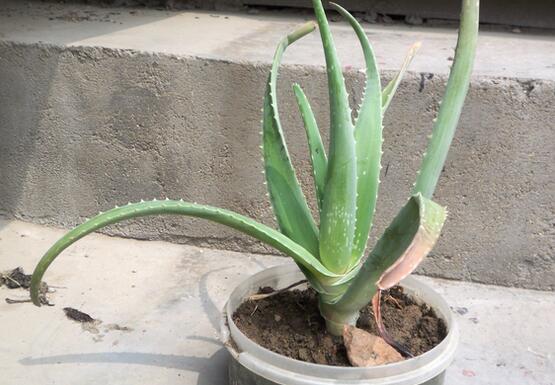 芦荟叶子干瘪如何办,八种治理办法让芦荟叶子更加肥厚