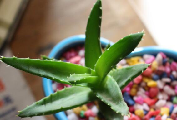 芦荟叶子干瘪如何办,八种治理办法让芦荟叶子更加肥厚