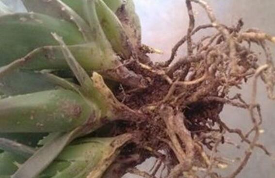 芦荟叶子干瘪如何办,八种治理办法让芦荟叶子更加肥厚