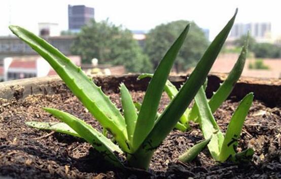 芦荟叶子干瘪如何办,八种治理办法让芦荟叶子更加肥厚