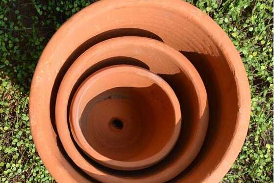 芦荟叶子干瘪如何办,八种治理办法让芦荟叶子更加肥厚